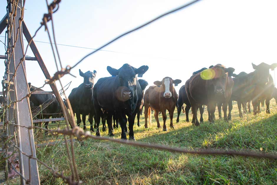 cows