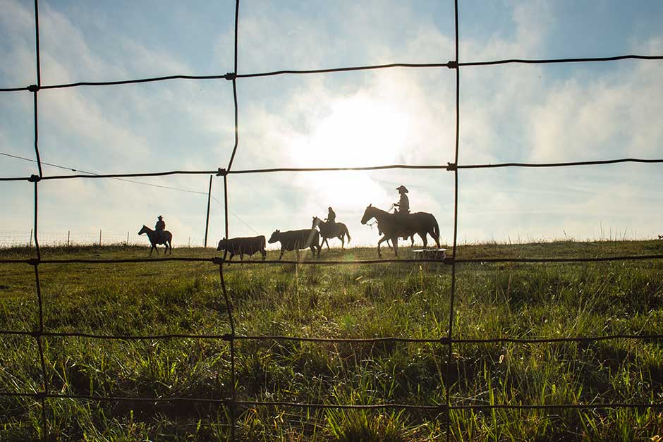 throughthefence